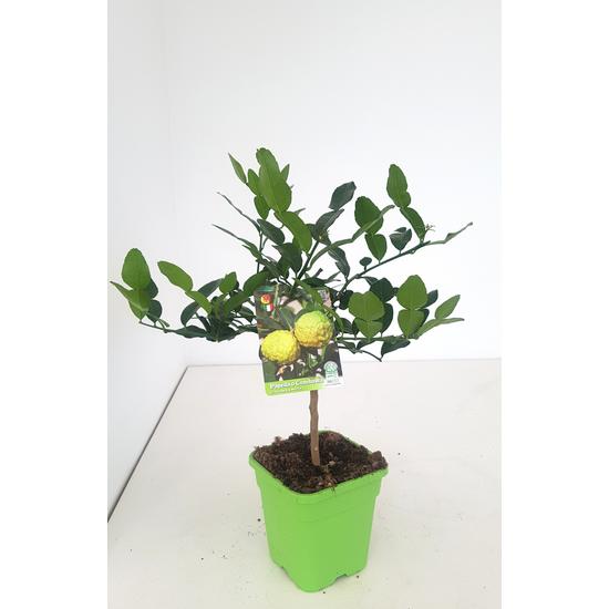 Kaffir lime  CITRUS HYSTRIX T1/4 65CM K5 (ZÖLD SZÖGLETES CSERÉP)