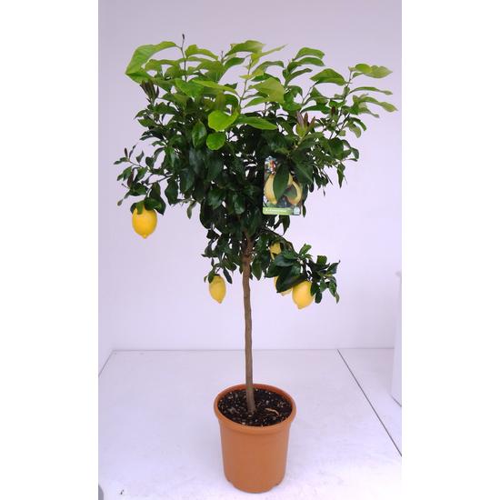 Citrom   CITRUS LIMONE T1/2 K12