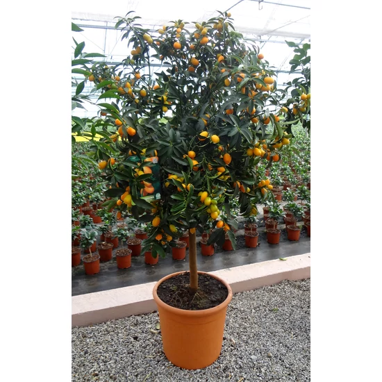 Koktélnarancs   CITRUS KUMQUAT T1/2 K30