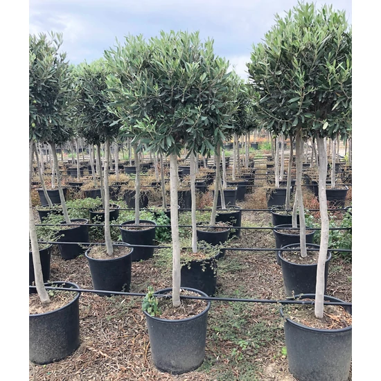 Olajfa   OLEA EUROPAEA T1/2 K35