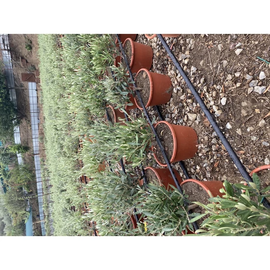 Olajfa   OLEA EUROPEA BOKOR 45/50 K4