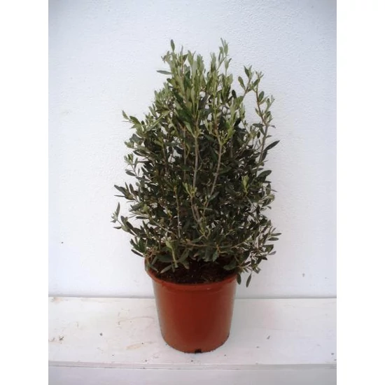 Olajfa   OLEA EUROPEA BOKOR 35/40 K1,5