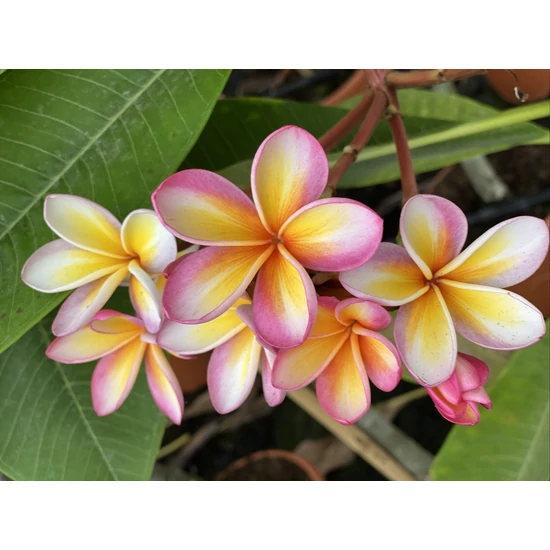 Pluméria   PLUMERIA RUBRA 70CM K3,5