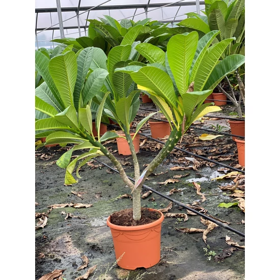 Pluméria   PLUMERIA RUBRA 110CM K12