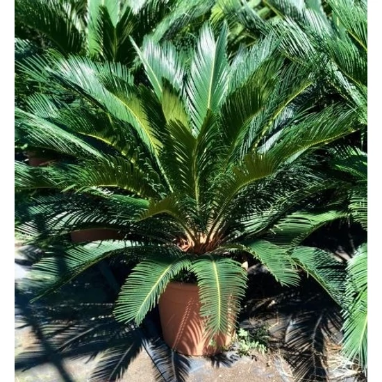 Szágópálma   CYCAS REVULATA 75CM K12