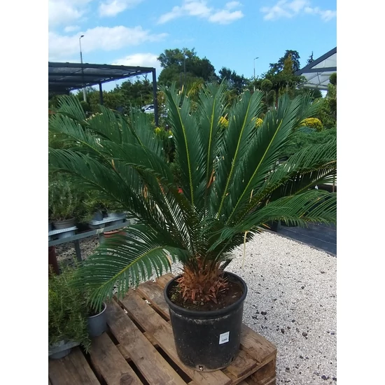 Szágópálma   CYCAS REVULATA EXTRA 110CM K12