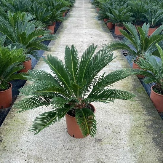 Szágópálma   CYCAS REVULATA 50CM K5