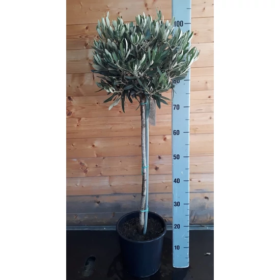 Olajfa   OLEA EUROPEA T1/4 K5