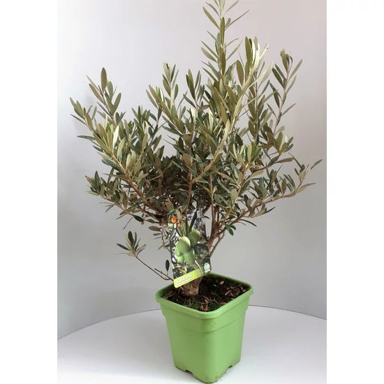Olajfa   OLEA EUROPAEA BOKOR 45CM K5