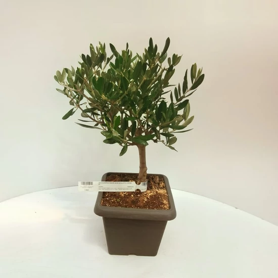Olajfa   OLEA EUROPAEA BOKOR 40CM SZÖGLETES CSERÉP K5