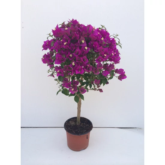 Murvafürt   BOUGAINVILLEA GLABRA SANDERIANA MINI TÖRZS K1,5