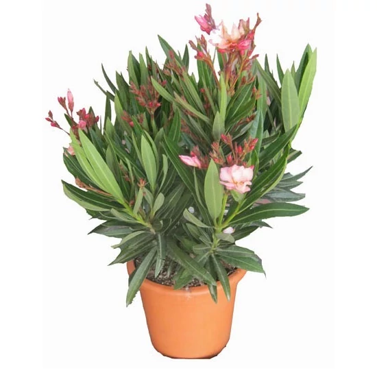 Leander   NERIUM OLEANDER 50/60 K4