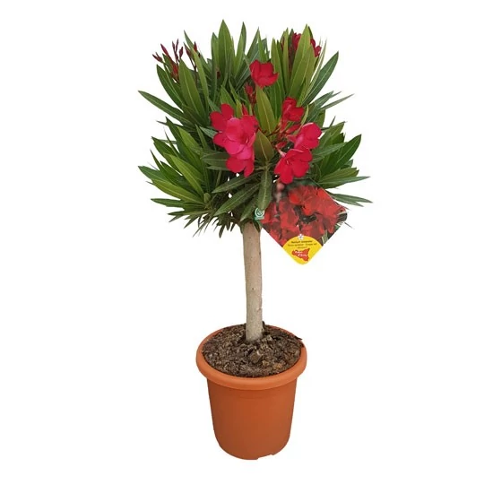 Leander   NERIUM OLEANDER MINI TÖRZS K4