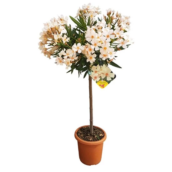Leander   NERIUM OLEANDER T1/4 K4
