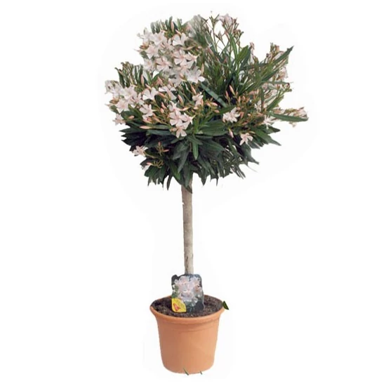 Leander   NERIUM OLEANDER T1/2 K7