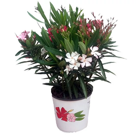Leander   NERIUM OLEANDER TRICOLOR 50/60 K4