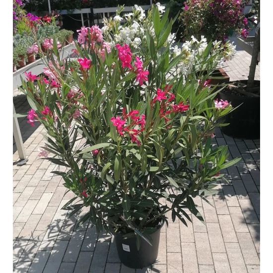 Leander NERIUM OLEANDER TRICOLOR 80/100 K12