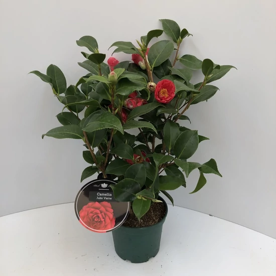 Kamélia   CAMELLIA JAPONICA ROGER HALL 40/+ CS15