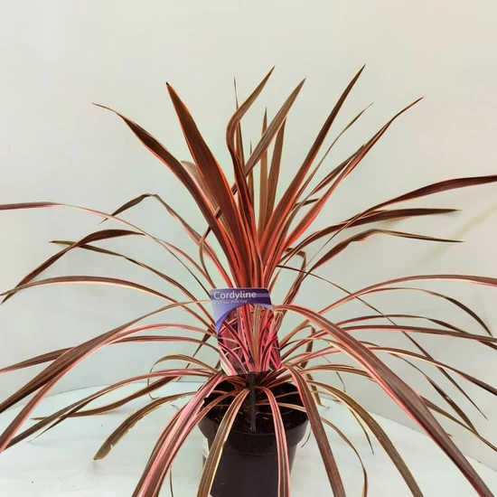 Bíbor bunkóliliom PINK FIRE 30/40 K3 