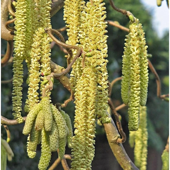 Scooter mogyoró CORYLUS AVELLANA SCOOTER 40/50 K3