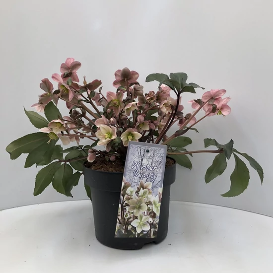 Hunyor WINTER SUNSHINE 40CM K5 