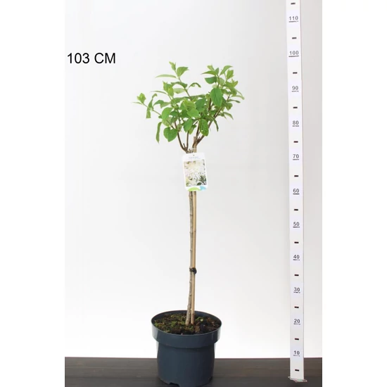 Bugás hortenzia HYDRANGEA PANICULATA SILVER DOLLAR T60 K5