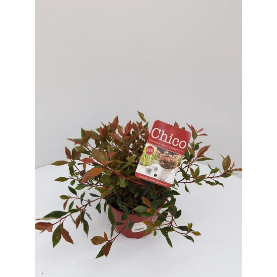 Örökzöld korallberkenye   PHOTINIA FRASERI CHICO 20/25 K2