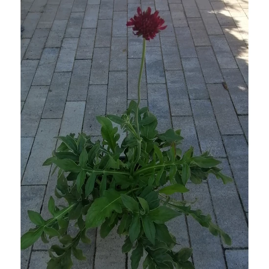 Varfű KNAUTIA MACEDONICA RED KNIGHT CS13