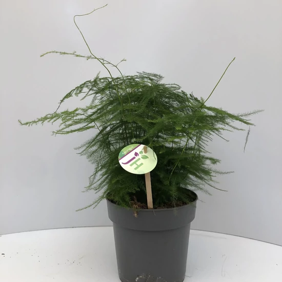 Fátyolaszparágusz ASPARAGUS PLUMUSLUS CS17