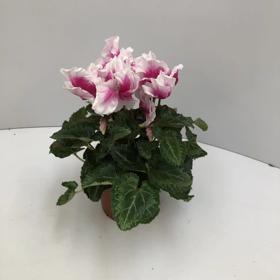 Ciklámen CYCLAMEN ABANICO CS10