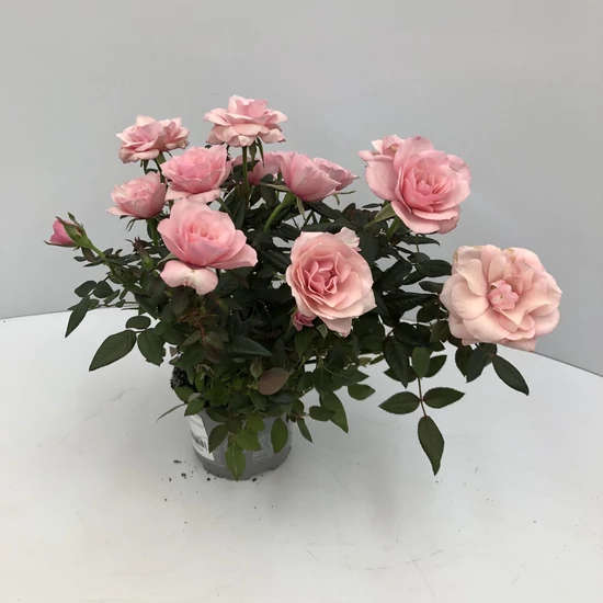 Rózsa ROSAROMA PINK CS10,5   