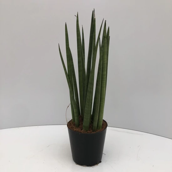 Hengeres anyósnyelv SANSEVIERIA CYLINDRICA MIKADO CS12