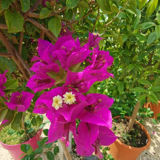 Murvafürt   BOUGAINVILLEA CALIFORNIANA BAMBUSZRA FUTTATOTT K5