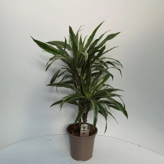 Sávos dracéna DRACAENA DEREMENSIS WARNECKII 2 TÖRZSÖN (30/10CM)