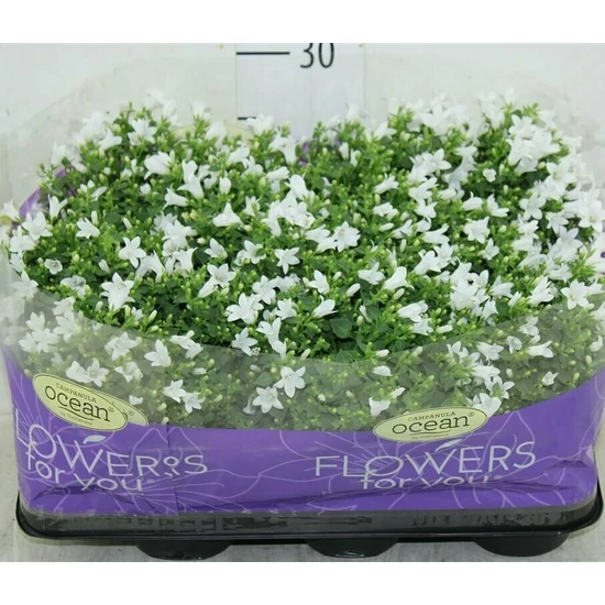 Kárpáti harangvirág CAMPANULA WHITE BALI CS10,5