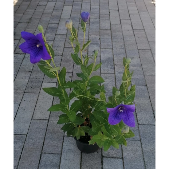 Léggömbvirág PLATYCODON GRANDIFLORUS ASTRA BLUE CS13