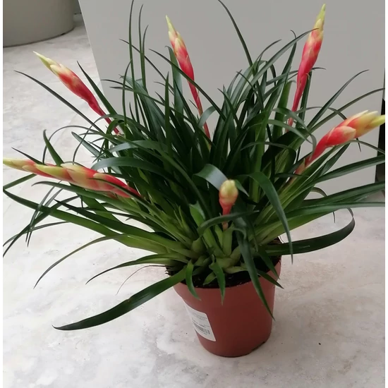 Bromélia GUZMANIA 