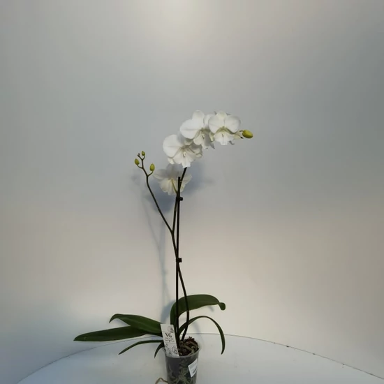 Lepkeorchidea WIT 1 ÁGAS CS12 