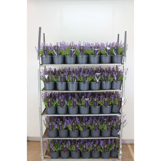 Kerti macskamenta NEPETA FAASSENII PURRISIAN BLUE CS19