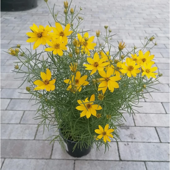 Menyecskeszem COREOPSIS VERTICILLATA ZAGREB CS13