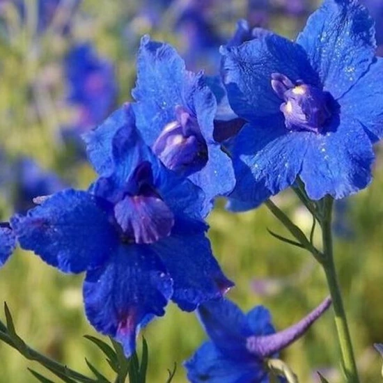 Szarkaláb DELPHINIUM BLAUER ZWERG CS9