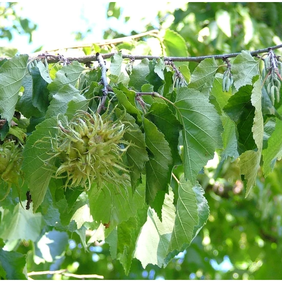 Törökmogyoró CORYLUS COLURNA 8/10 K25