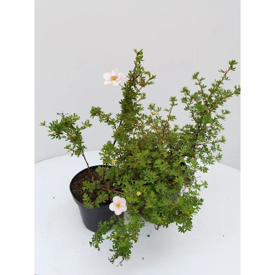 Cserjés pimpó   POTENTILLA FRUTICOSA GOLDFINGER  K2