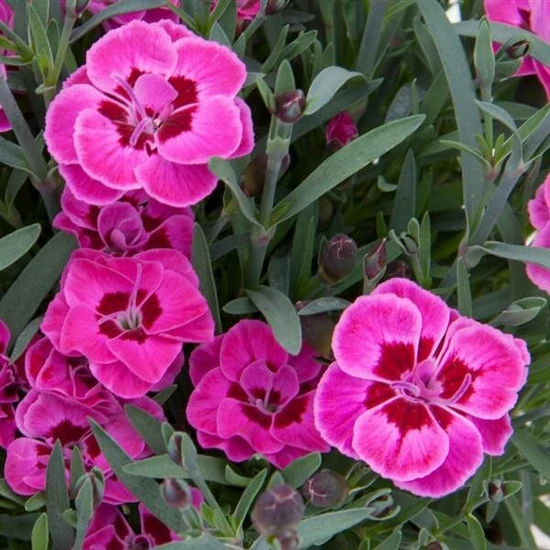 Évelő szegfű DIANTHUS PURPLE WEDDING CS12