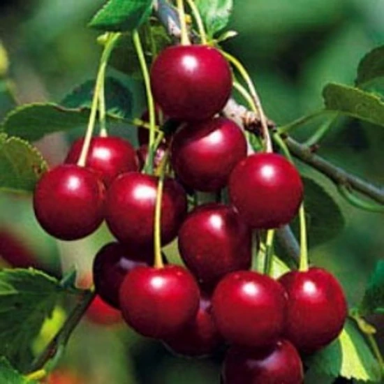 Cigánymeggy 7 PRUNUS CERASUS