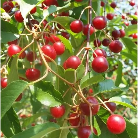 Pipacs meggy PRUNUS CERASUS PIPACS K10-12