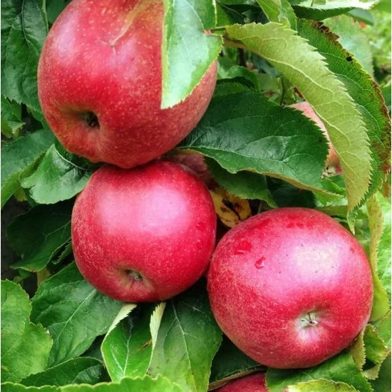 Jonagored alma Malus domestica