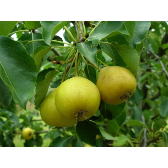 Árpával érő körte Pyrus communis