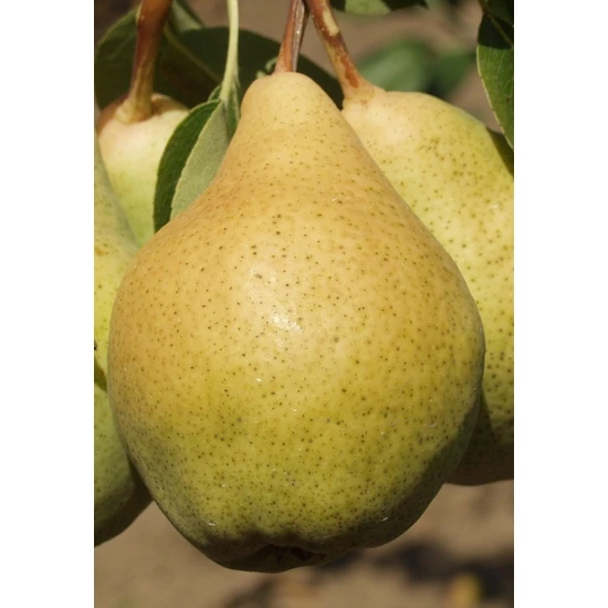 Vilmos körte PYRUS COMMUNIS VILMOS K10