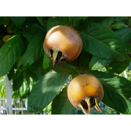 Szentesi rózsa naspolya MESPILUS GERMANICA K10